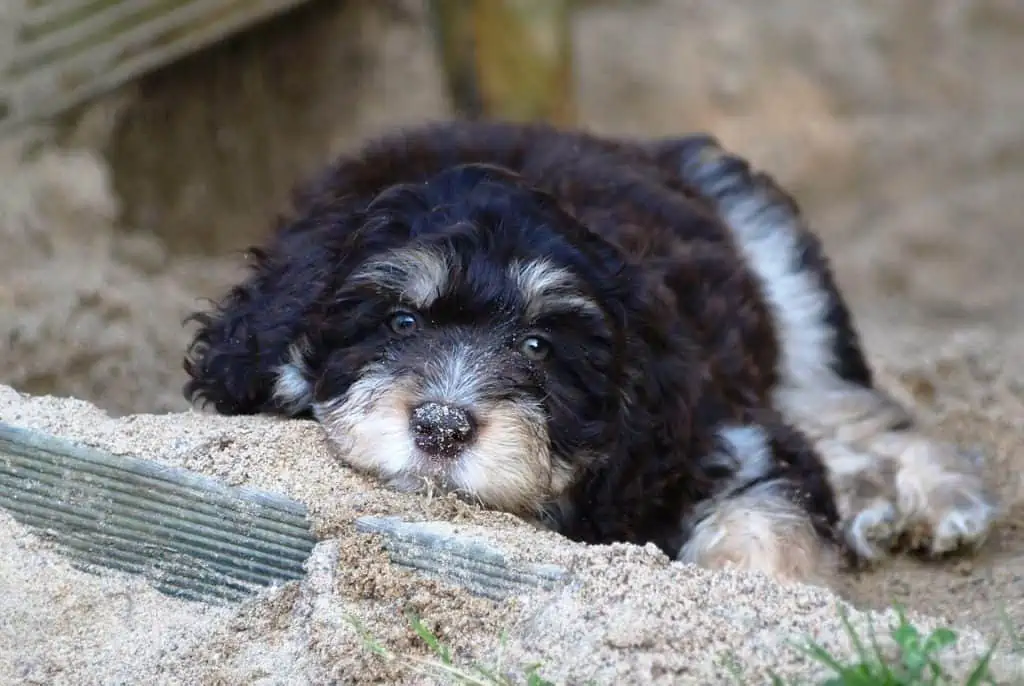 7 an aussiepoo in sand