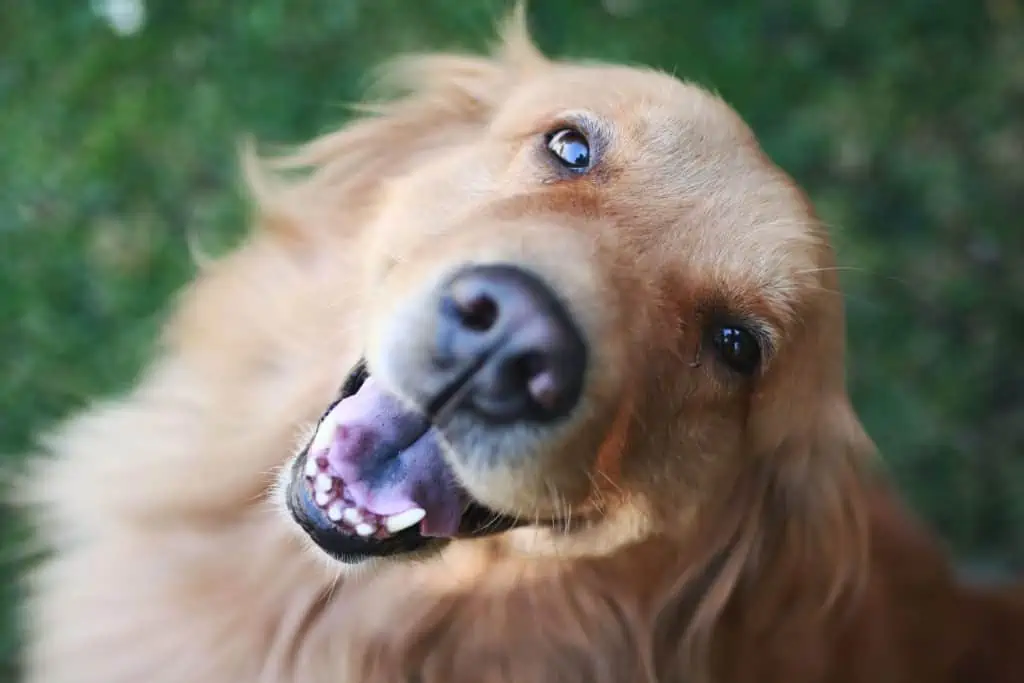 8 a happy Golden Cocker looking up