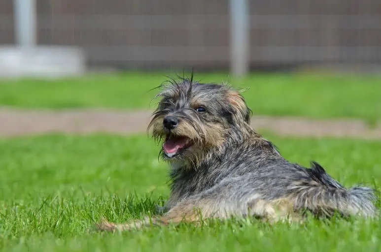 8 an aussiepoo laying down