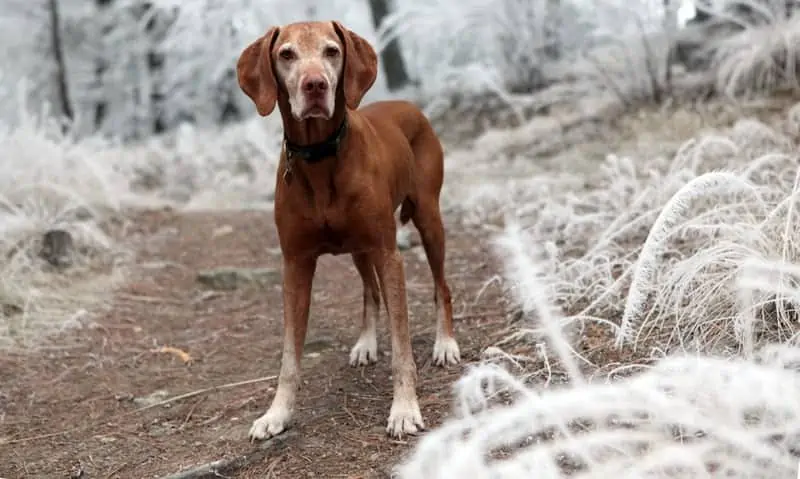 8 an older Vizsla Mix