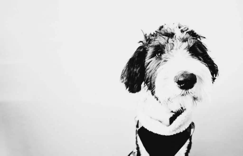 9 a black and white Saint Berdoodle