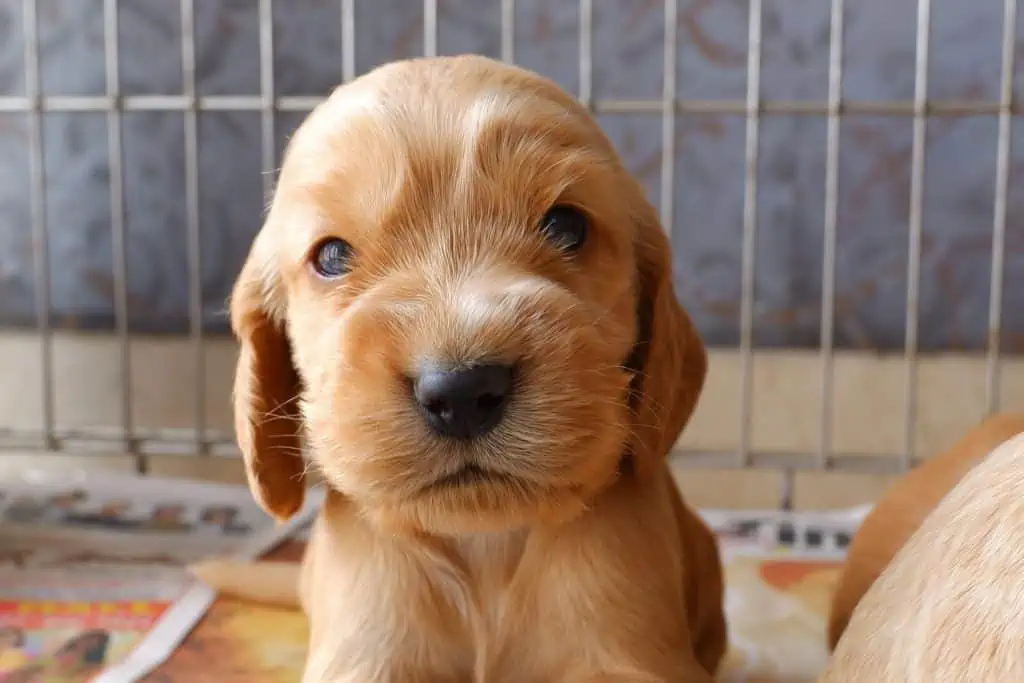 9 a golden cocker puppy