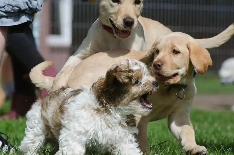 9 an aussiepoo in a dog park