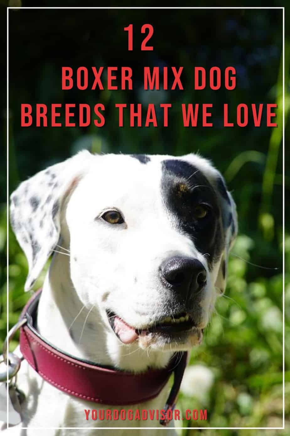 12 Boxer Mix Dog Breeds That We Love Your Dog Advisor