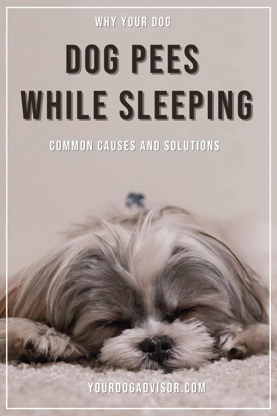 Why Your Dog Pees While Sleeping Common Causes and Solutions Your