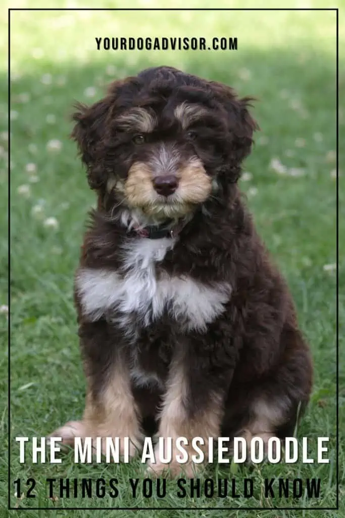 Mini Aussiedoodle 1