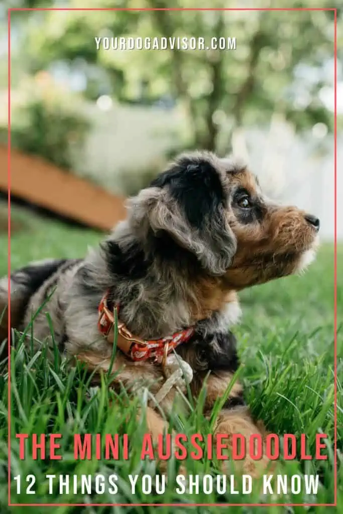 Mini Aussiedoodle 2