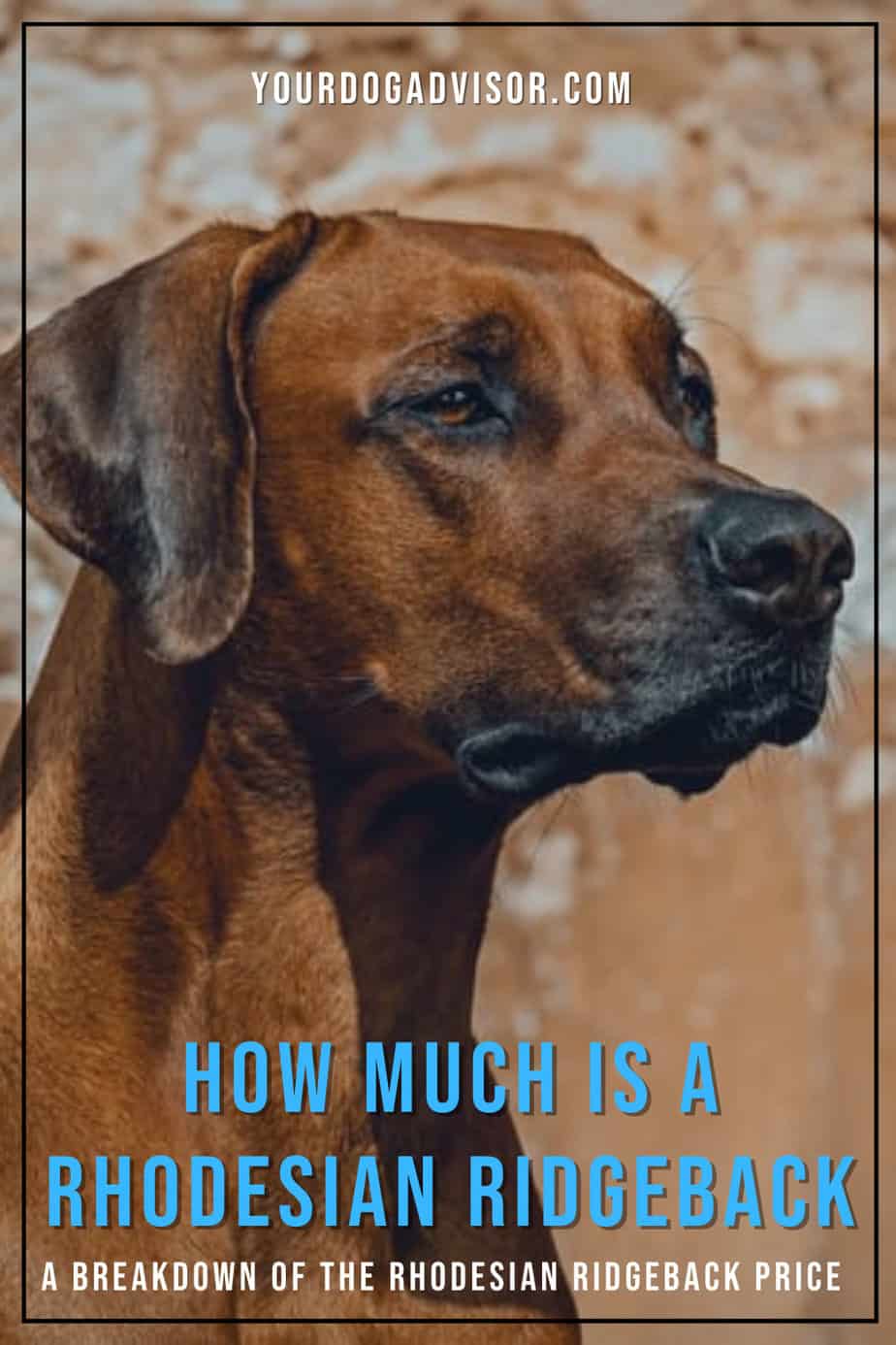 Rhodesian Ridgeback Price Guide How Much Is A Rhodesian Ridgeback? Your Dog Advisor