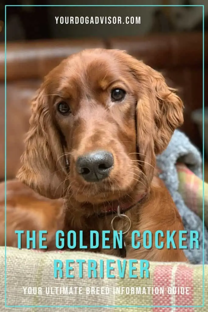 The Golden Cocker Retriever 2