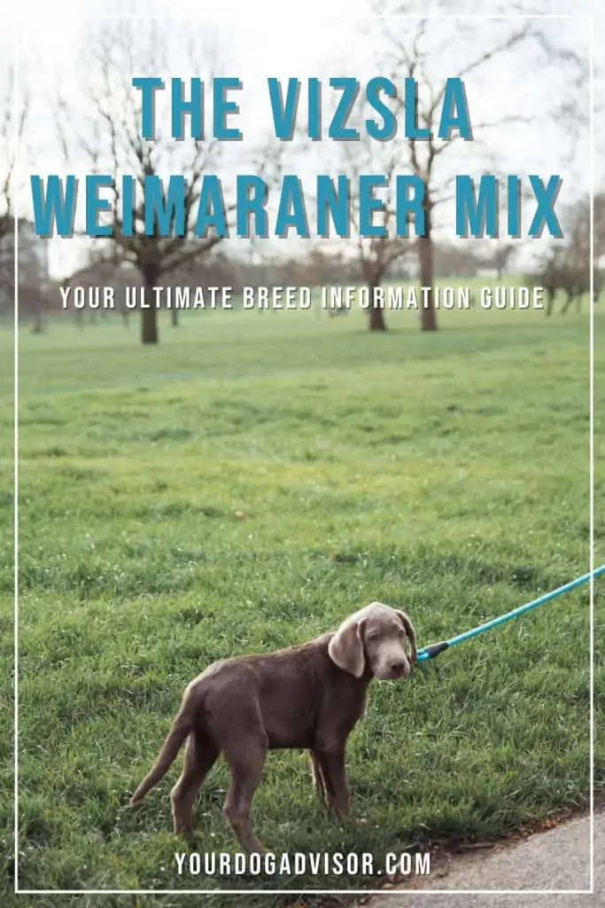 The Vizsla Weimaraner Mix 1