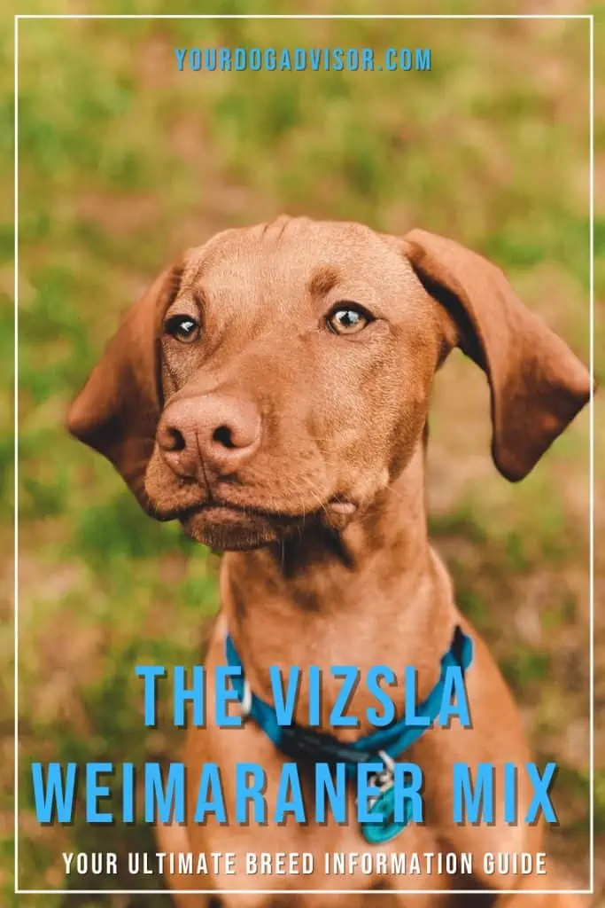 The Vizsla Weimaraner Mix 2