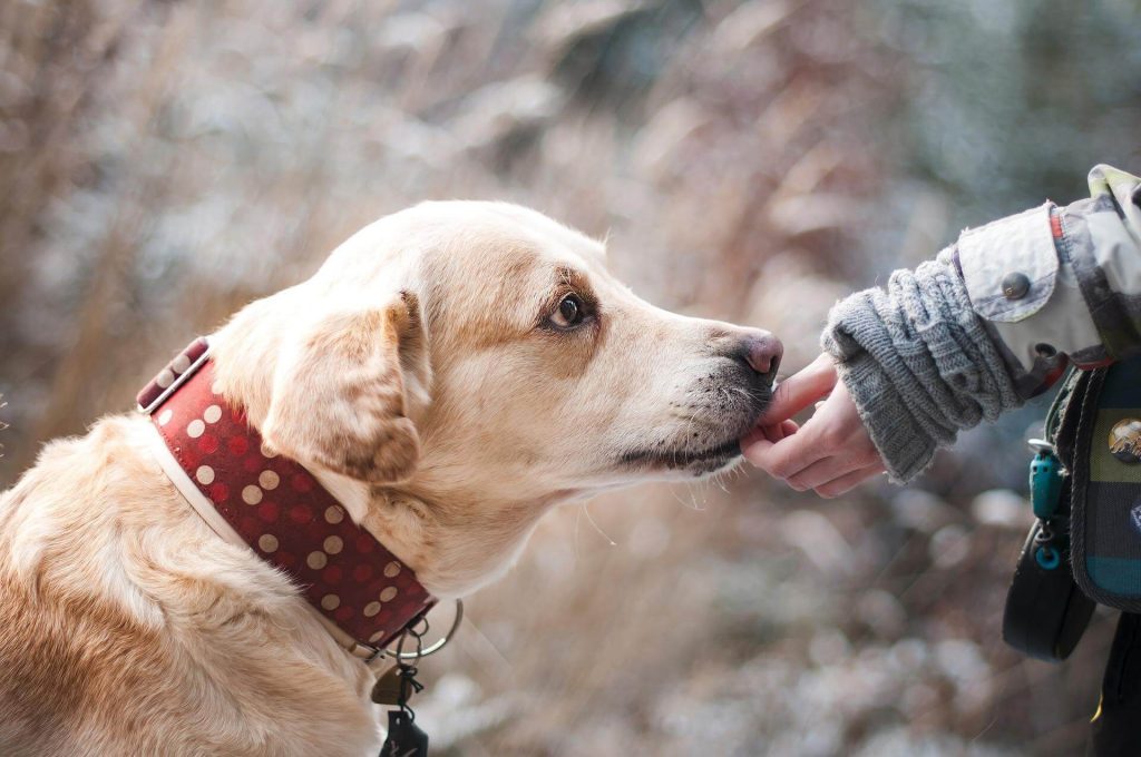 1 dog licking hand