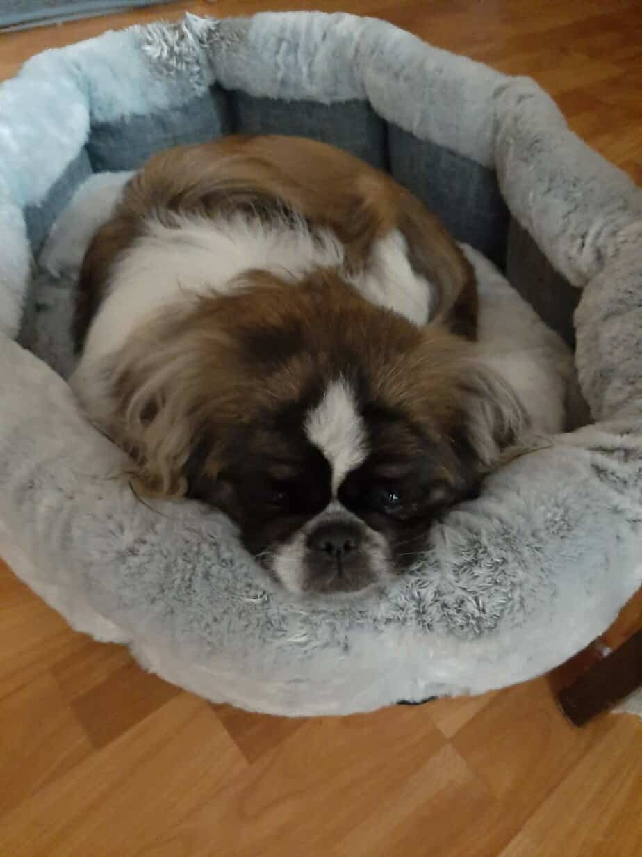 My Dog Won’t Sleep Through the Night Anymore? How to Help Your Dog