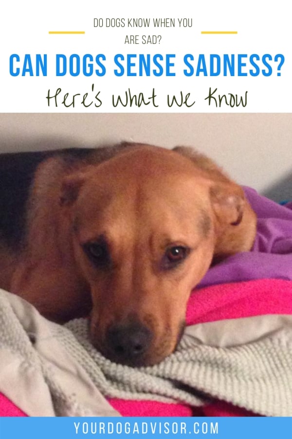 Do Dogs Know When You are Sad? Can Dogs Sense Sadness? Here’s What We