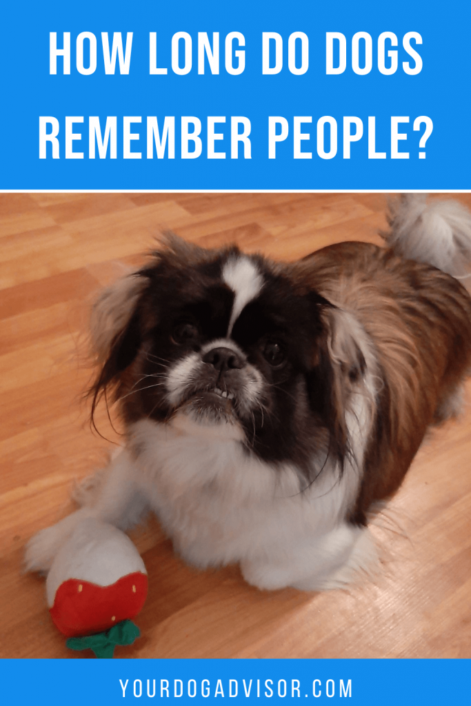 how well do dogs remember