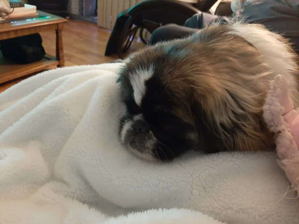 My Dog Won’t Sleep Through the Night Anymore? How to Help Your Dog