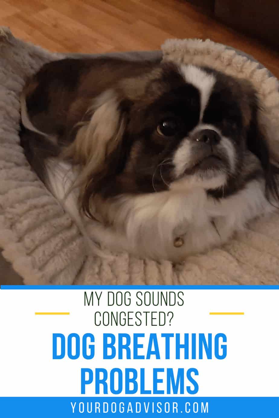My Dog Sounds Congested? Dog Breathing Problems and What to Do Your