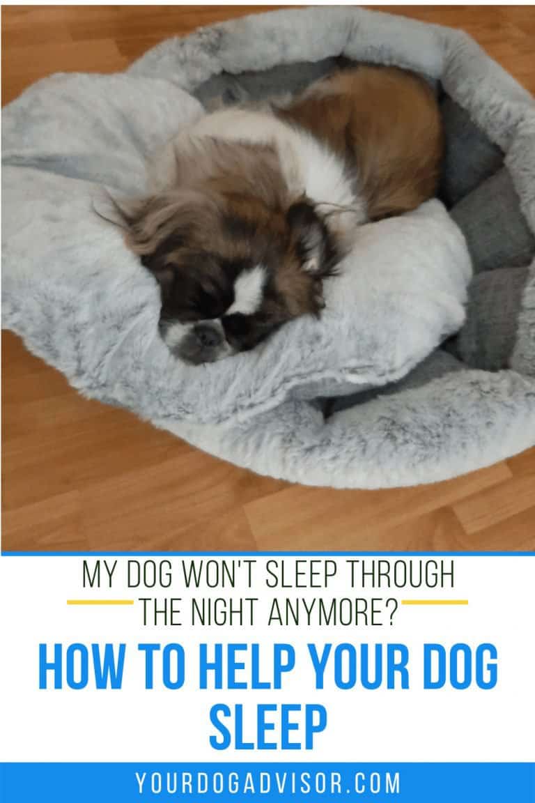 My Dog Won’t Sleep Through the Night Anymore? How to Help Your Dog