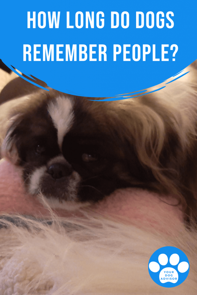 7 how long do dogs remember people