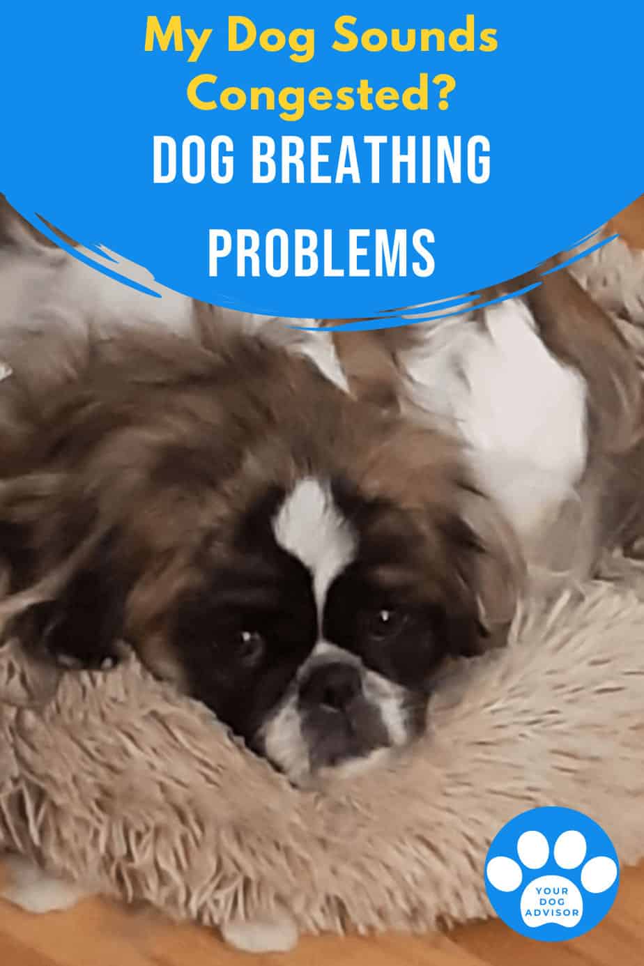 My Dog Sounds Congested? Dog Breathing Problems and What to Do Your