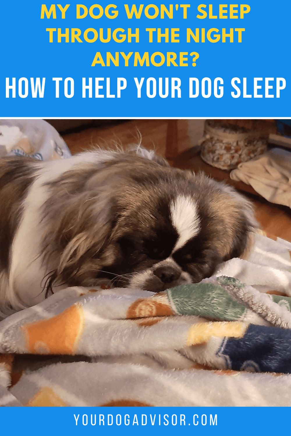 My Dog Won’t Sleep Through the Night Anymore? How to Help Your Dog