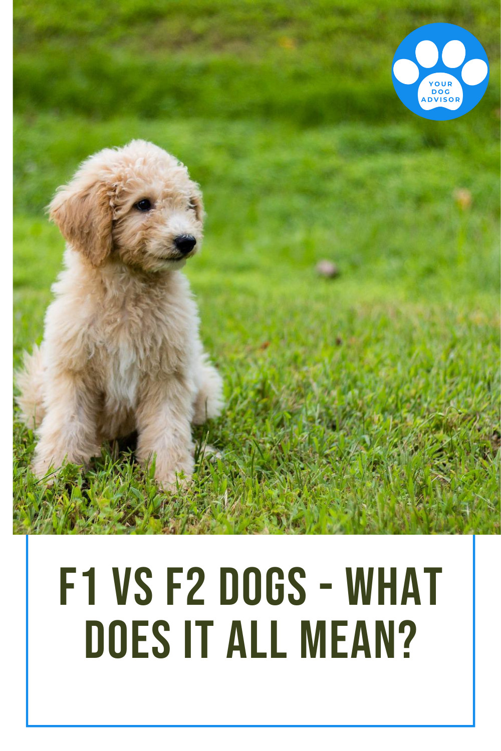 F1 vs. F2 Dogs (and What F1b, F2b, and F3 Dog Breeds Mean) - Your Dog ...