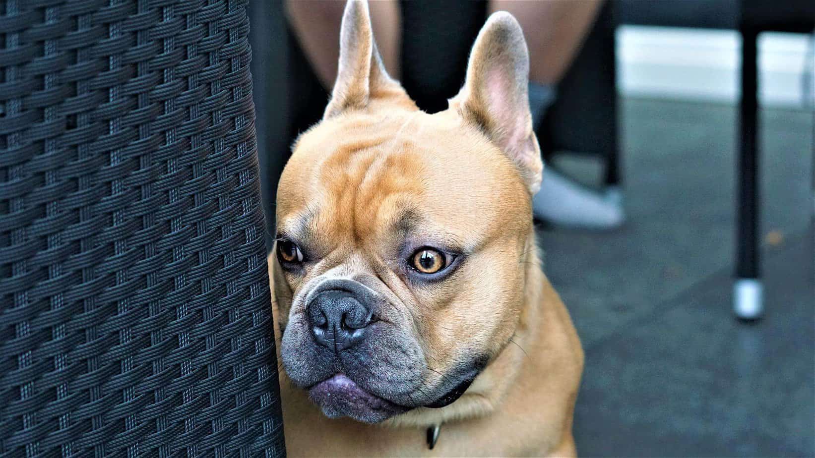 Why is My Dog Scared of Me? Causes and What to Do Your Dog Advisor