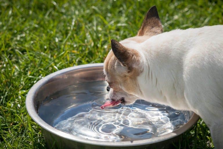 Why is My Dog Not Drinking Water? How to Hydrate a Dog that Won’t Drink