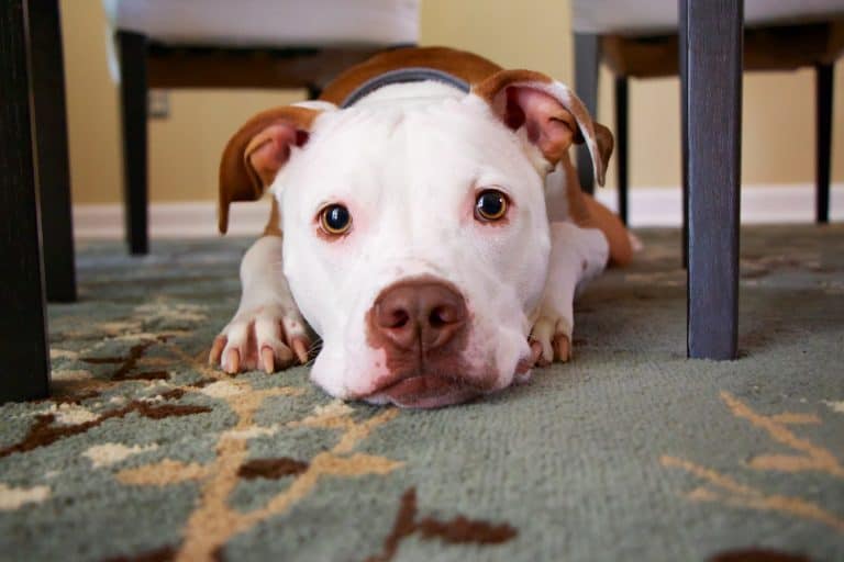 Why Do Dogs Scratch Carpet How Do I Stop Them? Your Dog Advisor