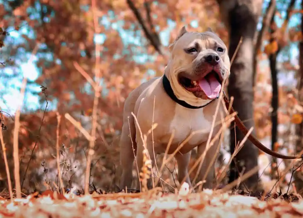 tri color pitbulls