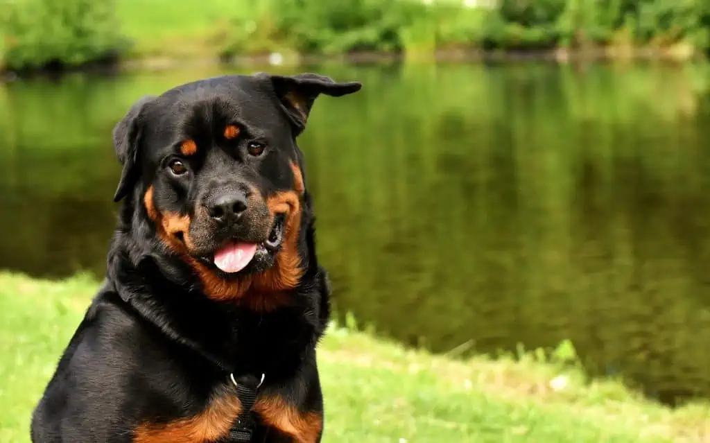 10. rottweiler