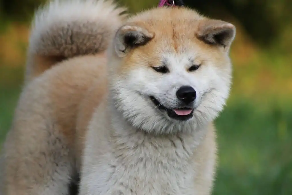 11. akita inu