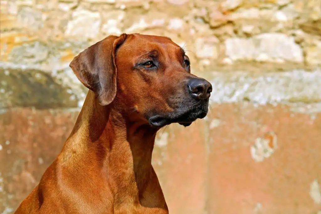 12. Rhodesian Ridgeback