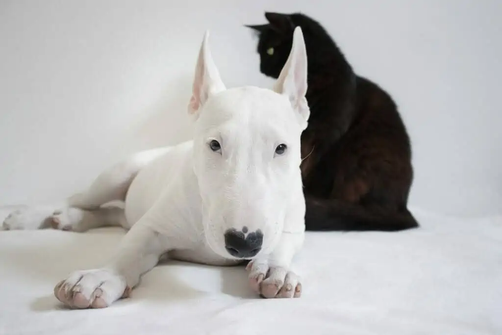 13. Bull Terrier