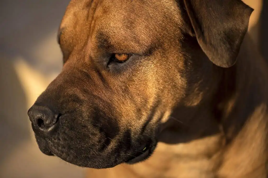 15. Bull Mastiff