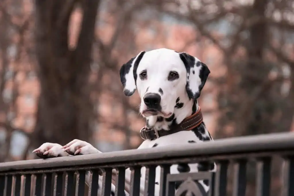 18. Dalmatian