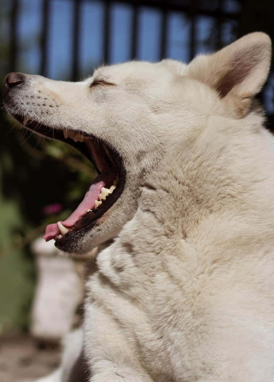 Why is My Dog Coughing and Gagging? Causes and What to Do Your Dog