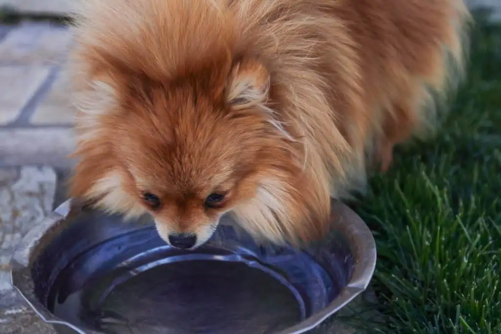 2 fluffy dog drinking