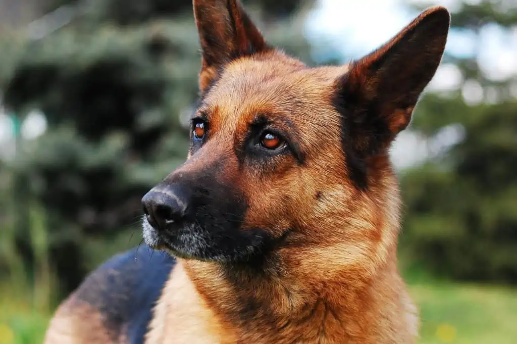 2. German Shepherd