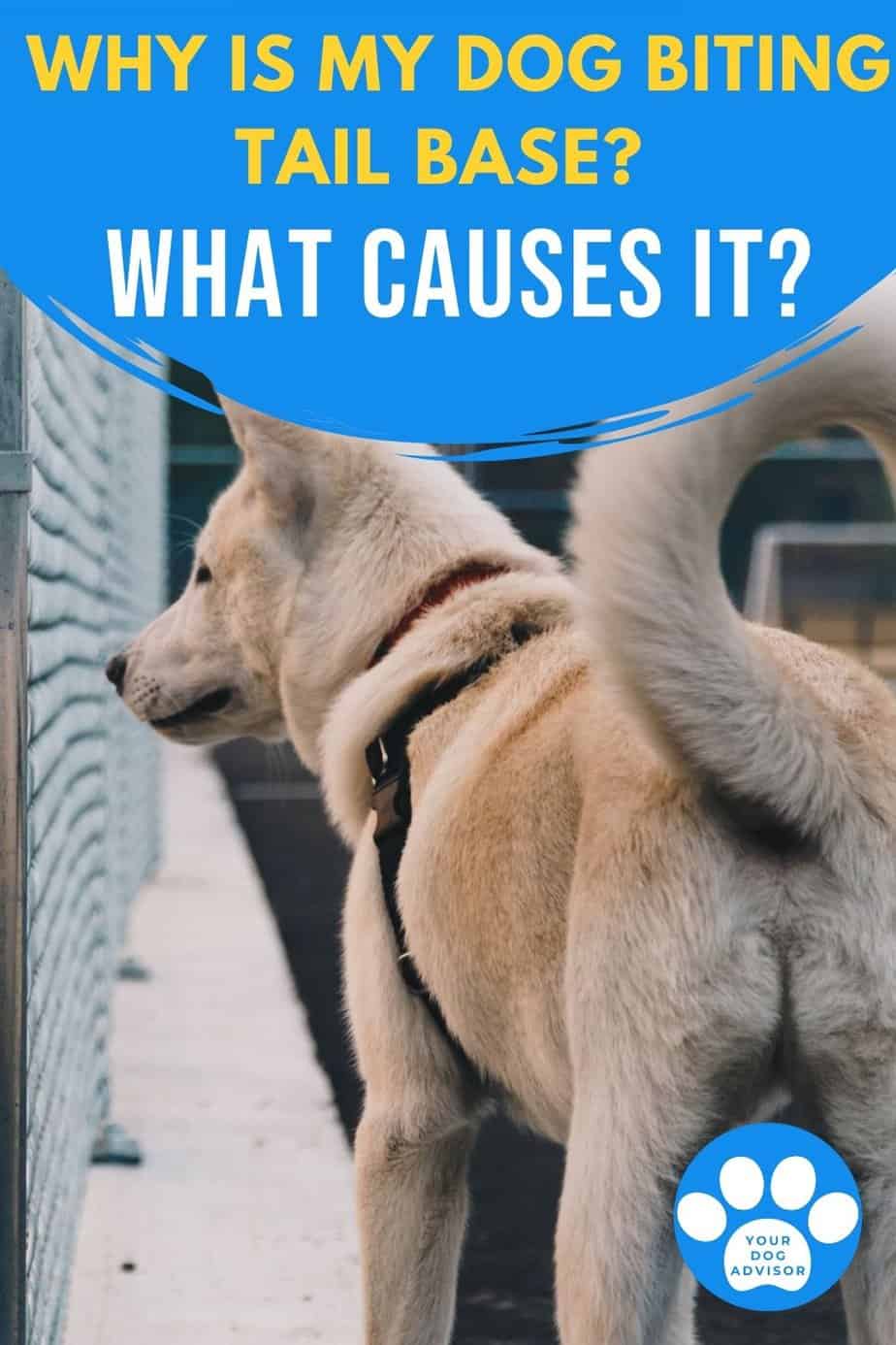 Why Is My Dog Biting Tail Base - What Causes It? | Your Dog Advisor