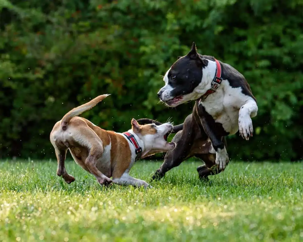 2. dogs playing with eachother