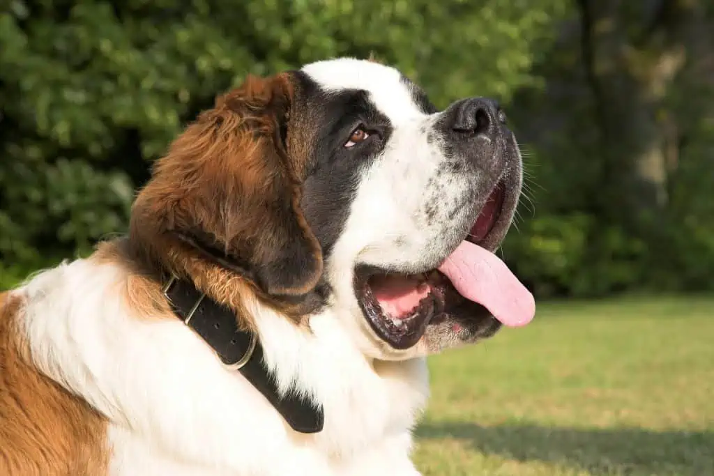 20. Saint Bernard