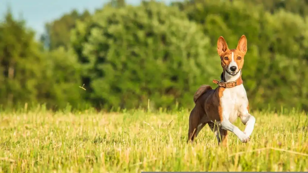 24. Basenji