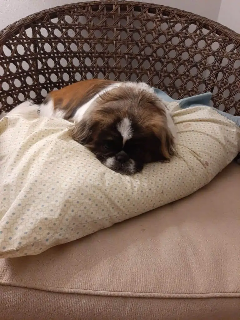 3 puppy on pillow