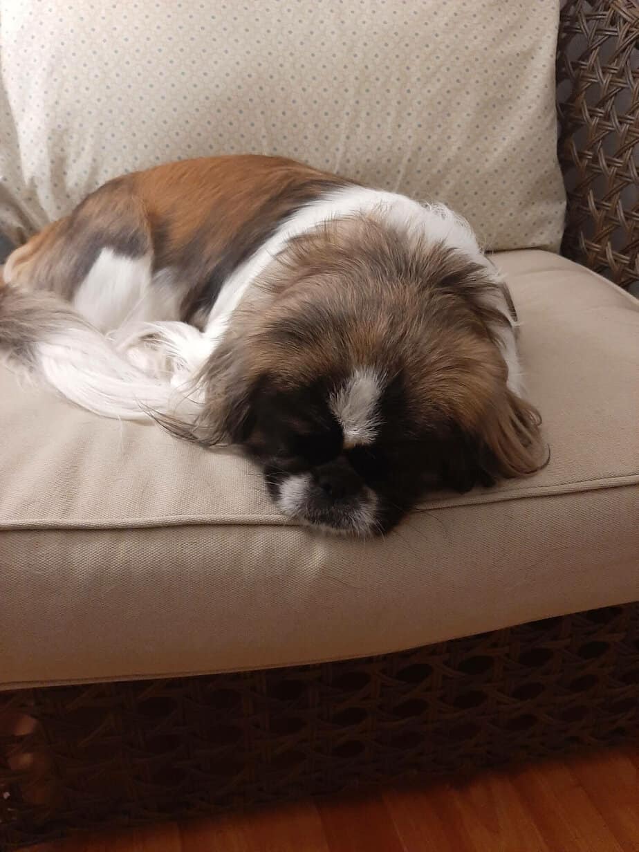 Why is My Dog Coughing and Gagging? Causes and What to Do Your Dog