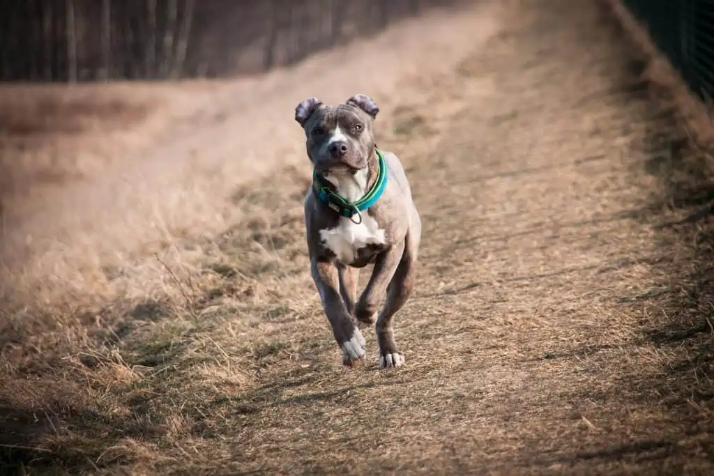 4. pitbull running