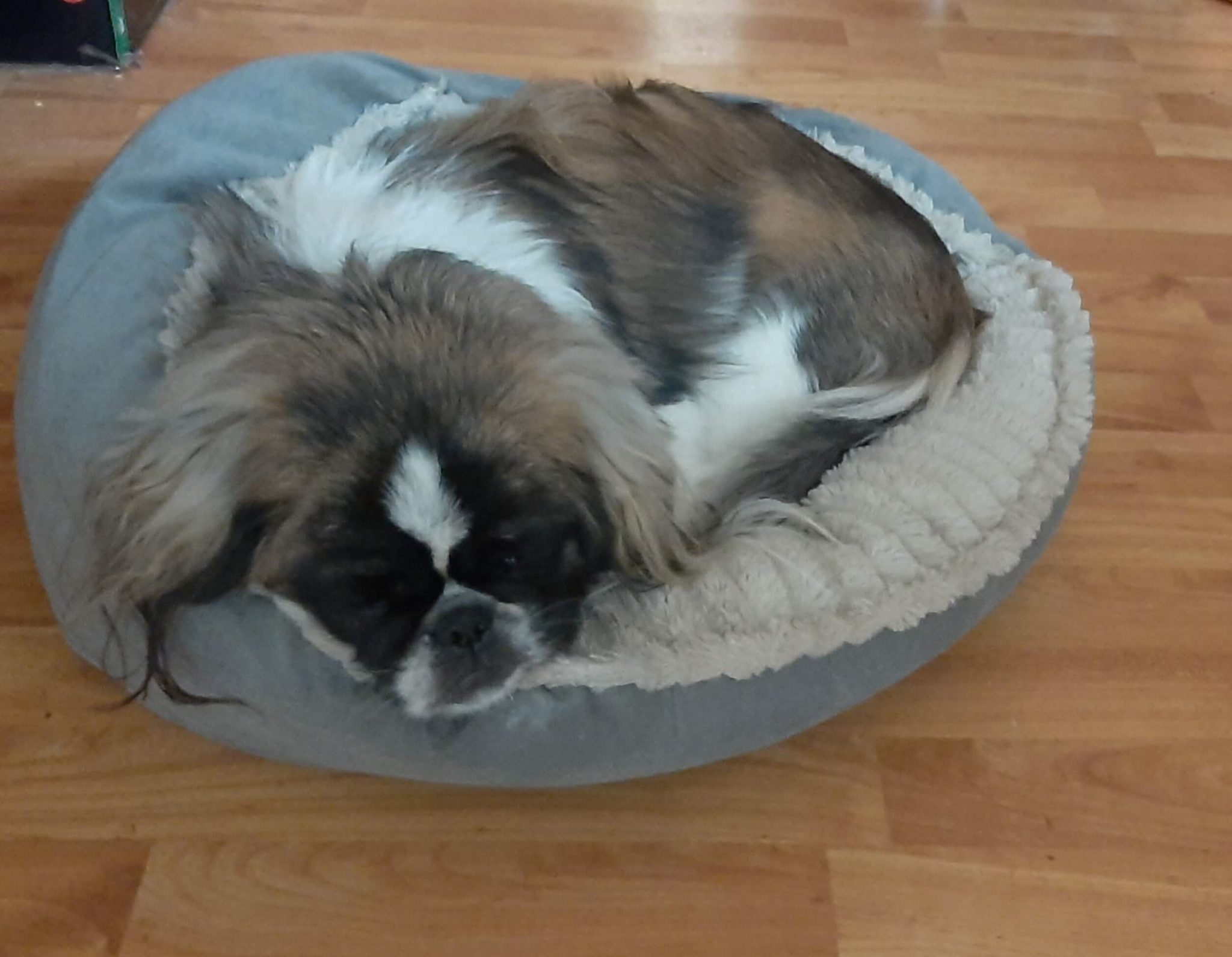 Why Do Dogs Lay on Your Feet? What Does It Mean? Your Dog Advisor