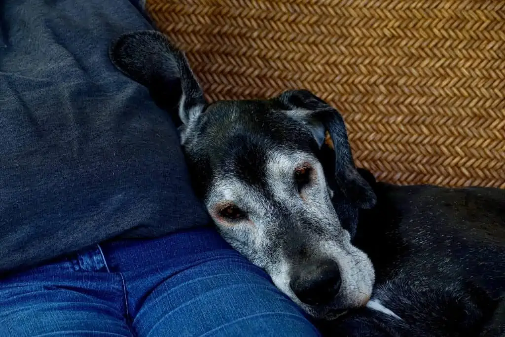 5 old dog with human