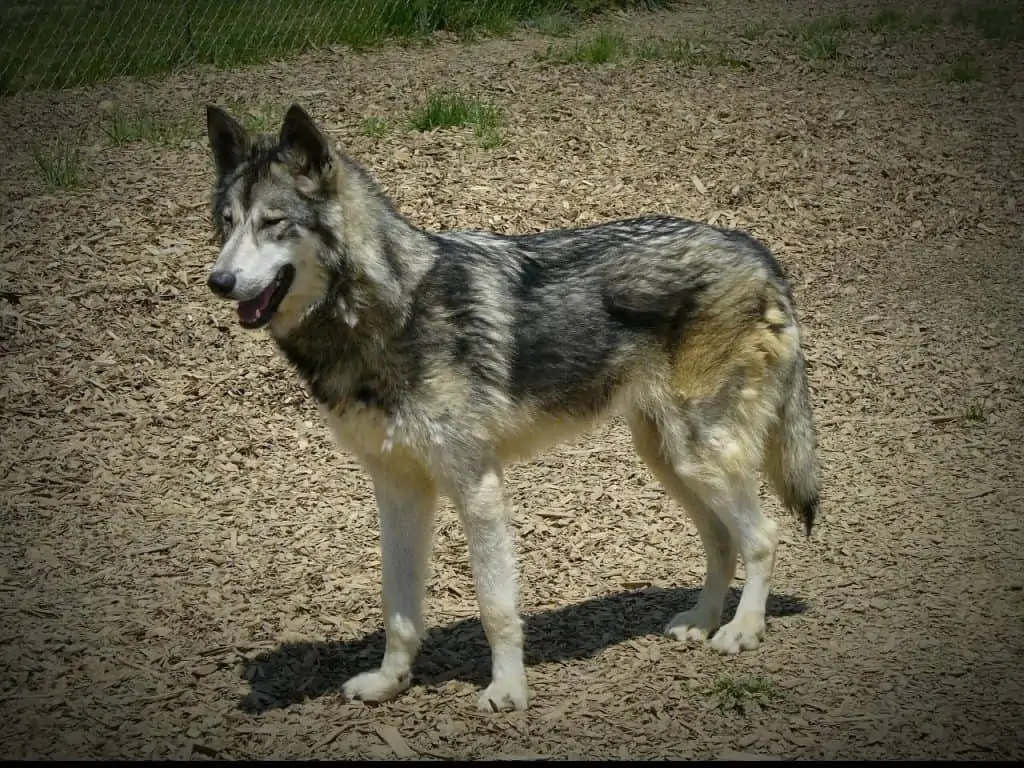 5. Wolf Hybrid