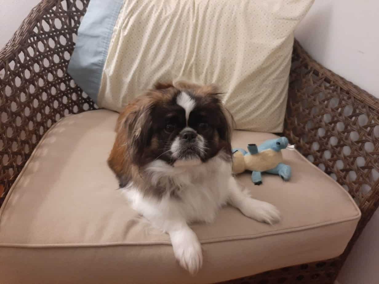 Why is My Dog Scared of Me? Causes and What to Do Your Dog Advisor